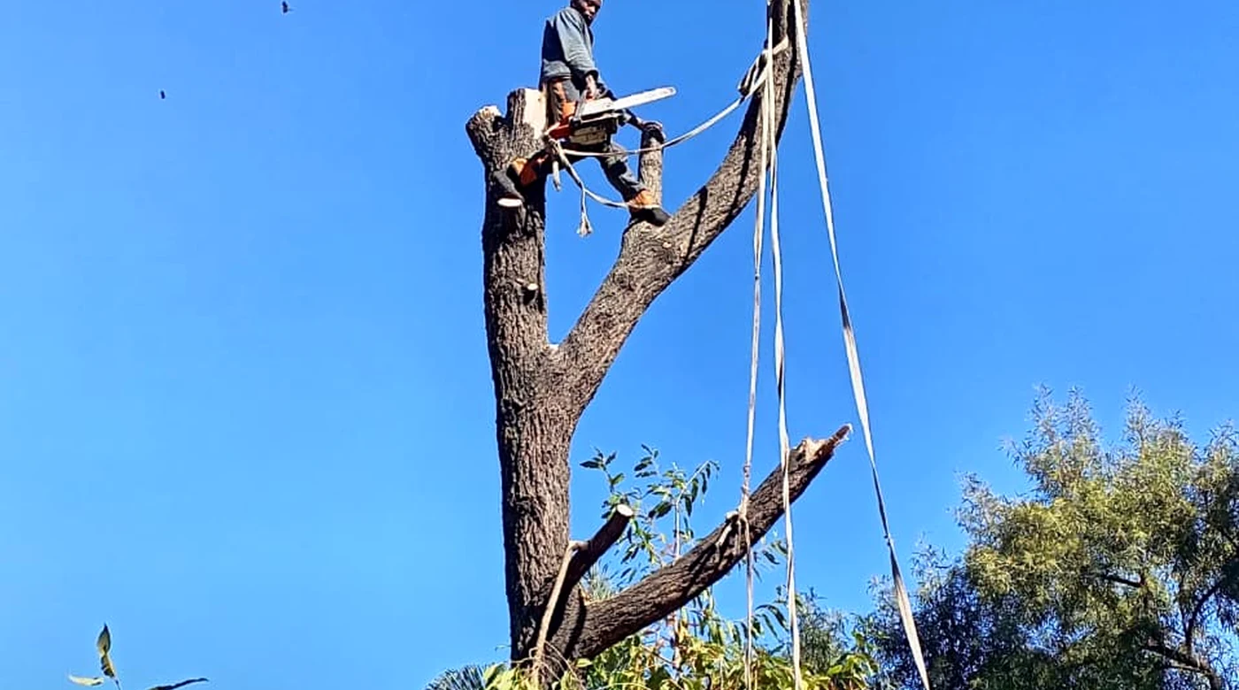 Professional tree felling operation