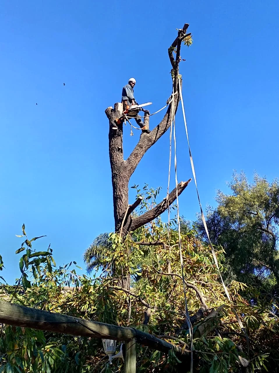Tree worker carrying out controlled tree felling work in Gauteng